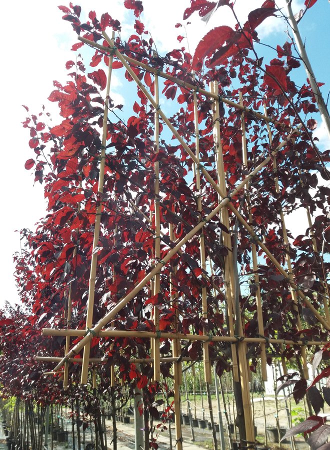 Leisierpruim | Prunus cerasifera Nigra