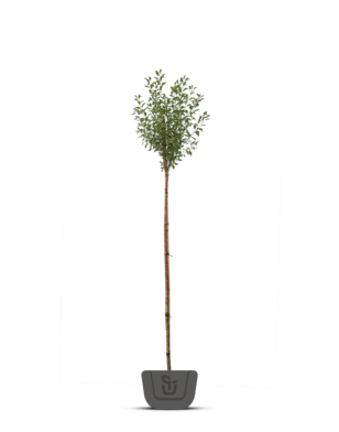 Bolkers | Prunus eminensis Umbraculifera | bolboom