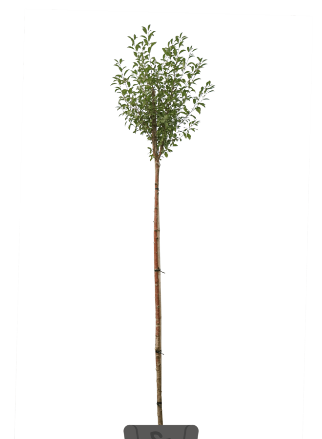 Bolkers | Prunus eminensis Umbraculifera | bolboom