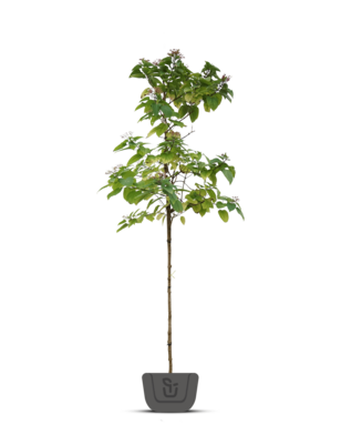 Pindakaasboom | Clerodendrum Trichotomum