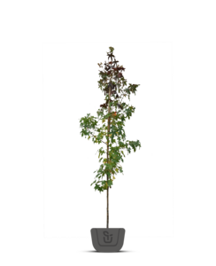 Amberboom | Liquidambar styraciflua