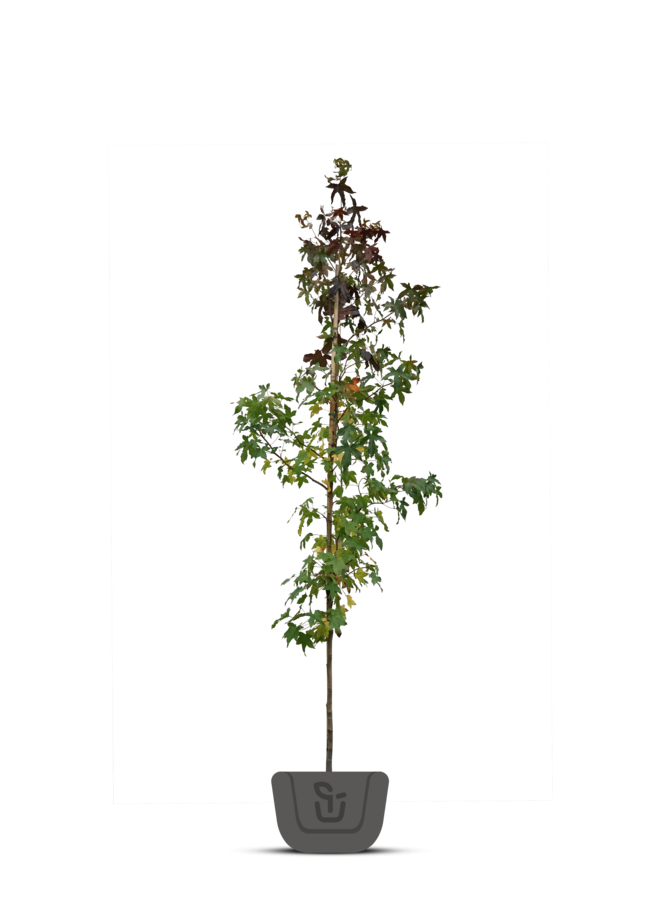 Amberboom | Liquidambar styraciflua