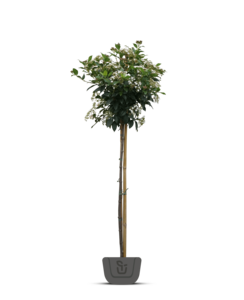 Sneeuwbal | Viburnum tinus op stam