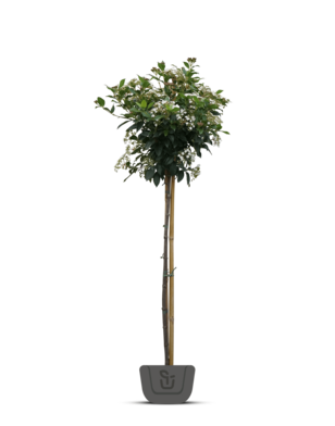 Sneeuwbal | Viburnum tinus op stam