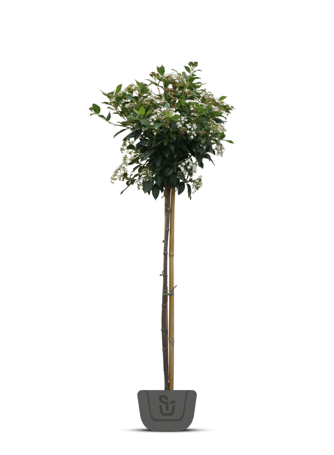 Sneeuwbal | Viburnum tinus op stam
