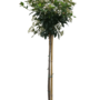 Sneeuwbal | Viburnum tinus op stam