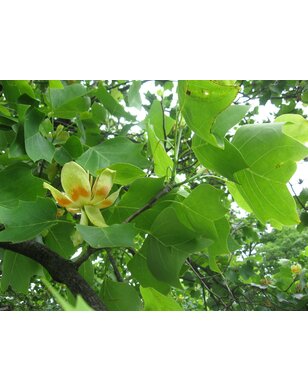Amerikaanse tulpenboom | Liriodendron tulpifera