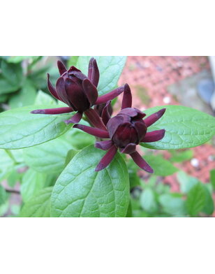 Specerijstruik | Calycanthus floridus