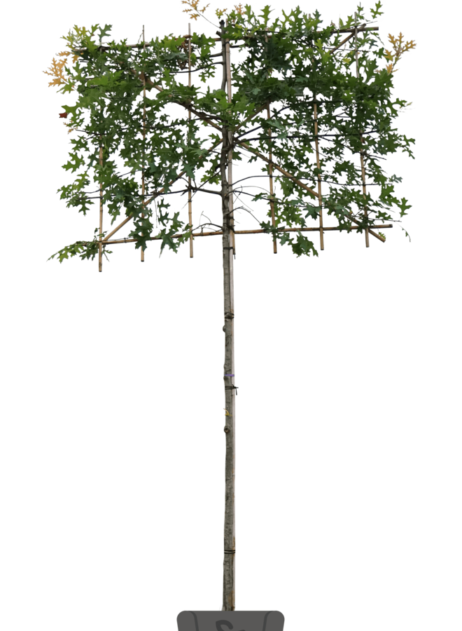 Lei-moeraseik  | Quercus Palustris | leiboom