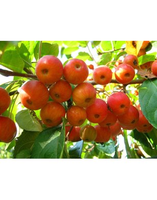 Sierappel | Malus Evereste