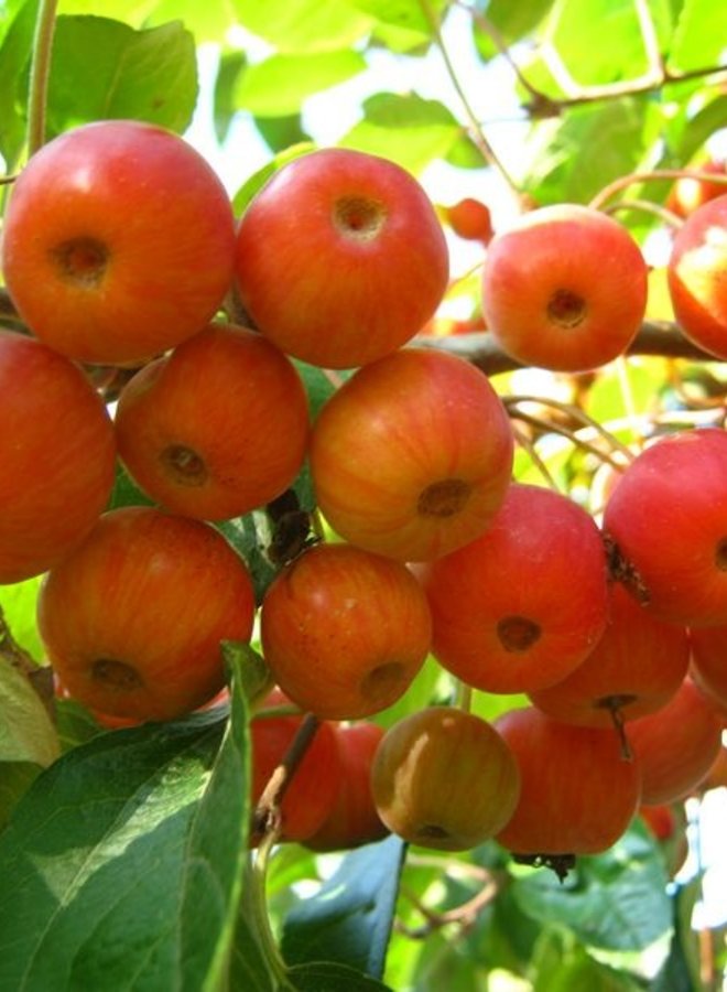 Sierappel | Malus Evereste