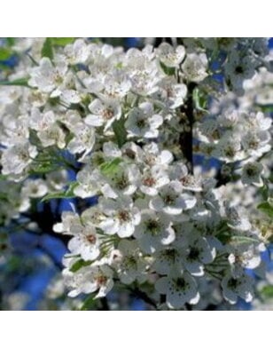 Sierpeer | Pyrus calleryana Chanticleer
