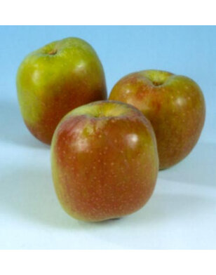 Appelboom | Malus domestica Benoni
