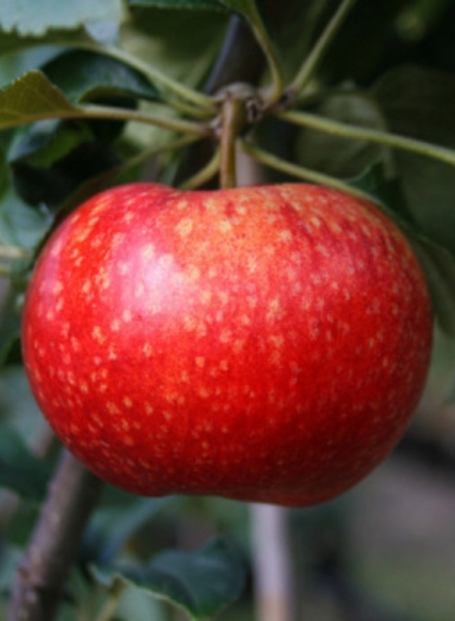 Appelboom | Malus domestica Beauty of Bath