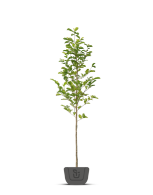 Beverboom | Magnolia Kobus