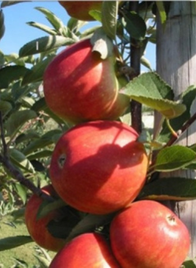 Appelboom | Malus domestica Braeburn