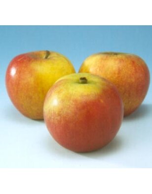 Appelboom | Malus domestica Cox's orange Pippin