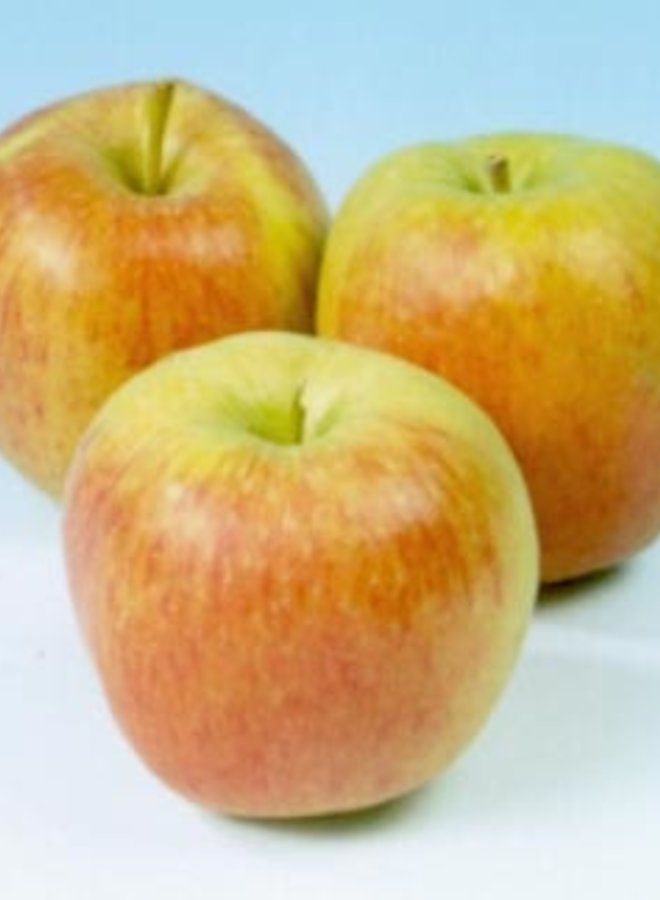 Appelboom | Malus domestica Delcorf