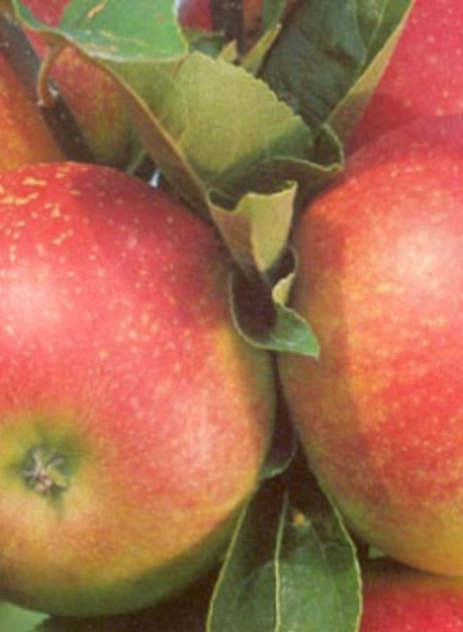 Appelboom | Malus domestica Discovery