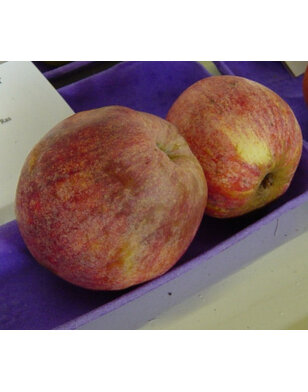 Appelboom | Malus domestica Drentsche Bellefleur