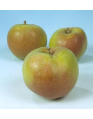 Appelboom | Malus domestica Dubbele Bellefleur