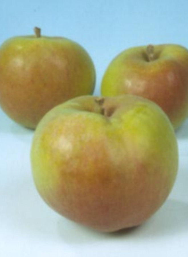 Appelboom | Malus domestica Dubbele Bellefleur