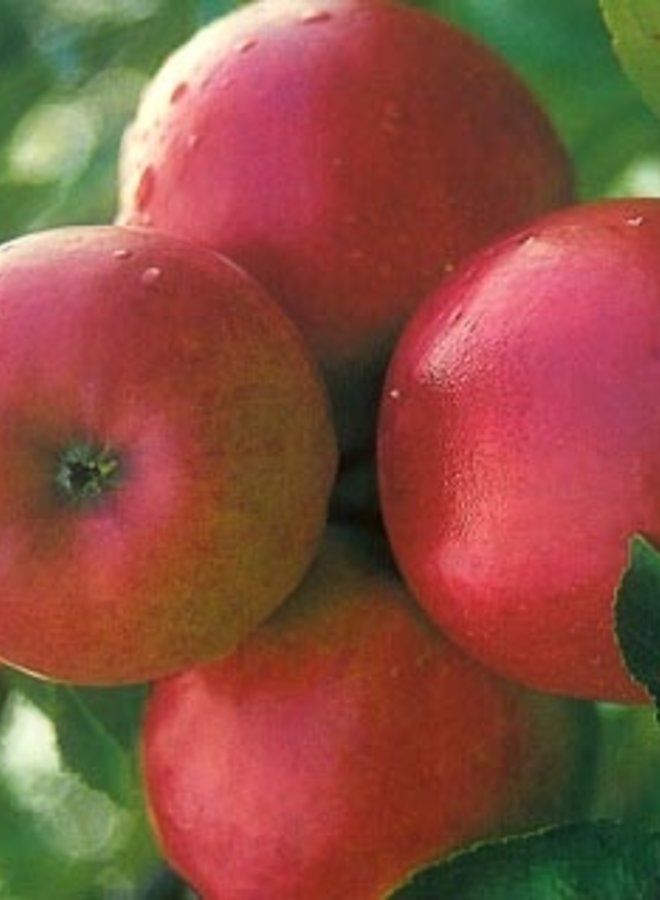 Appelboom | Malus domestica Ecolette