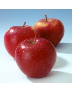 Appelboom | Malus domestica Elise