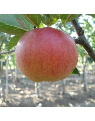 Appelboom | Malus domestica Fiesta