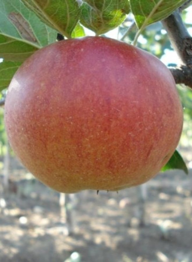 Appelboom | Malus domestica Fiesta