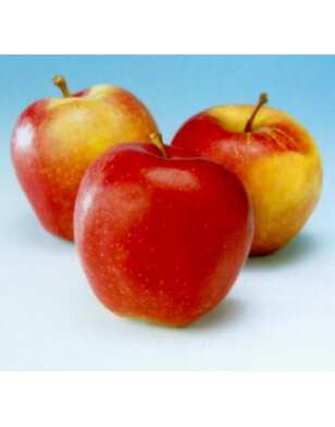 Appelboom | Malus domestica Gala Must