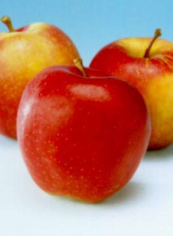 Appelboom | Malus domestica Gala Must