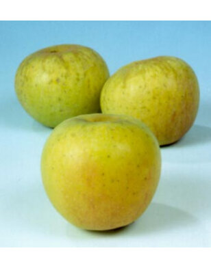 Appelboom | Malus domestica Glorie van Holland