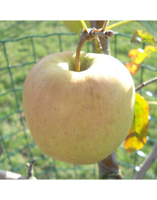 Appelboom | Malus domestica Golden Delicious