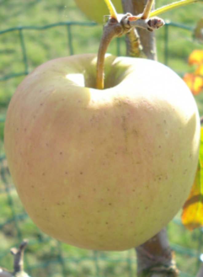 Appelboom | Malus domestica Golden Delicious