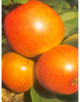 Appelboom | Malus domestica Golden Pearmain