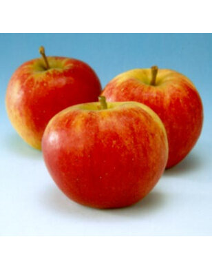 Appelboom | Malus domestica Groninger Kroon