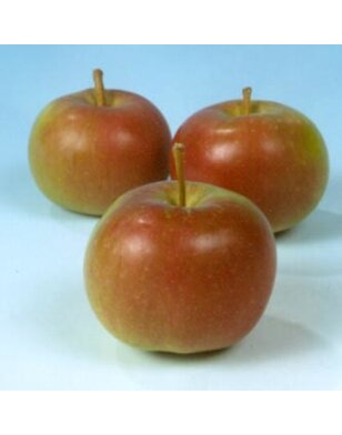 Appelboom | Malus domestica Idared