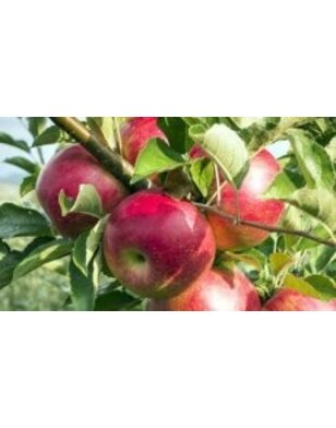 Appelboom | Malus domestica Jacob Fisher