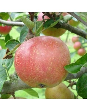 Appelboom | Malus domestica Jan Steen