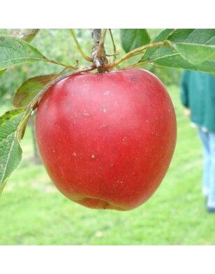 Appelboom | Malus domestica Katja