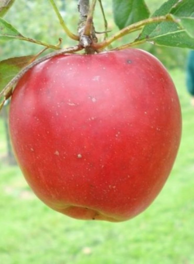 Appelboom | Malus domestica Katja