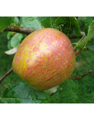 Appelboom | Malus domestica Keuleman