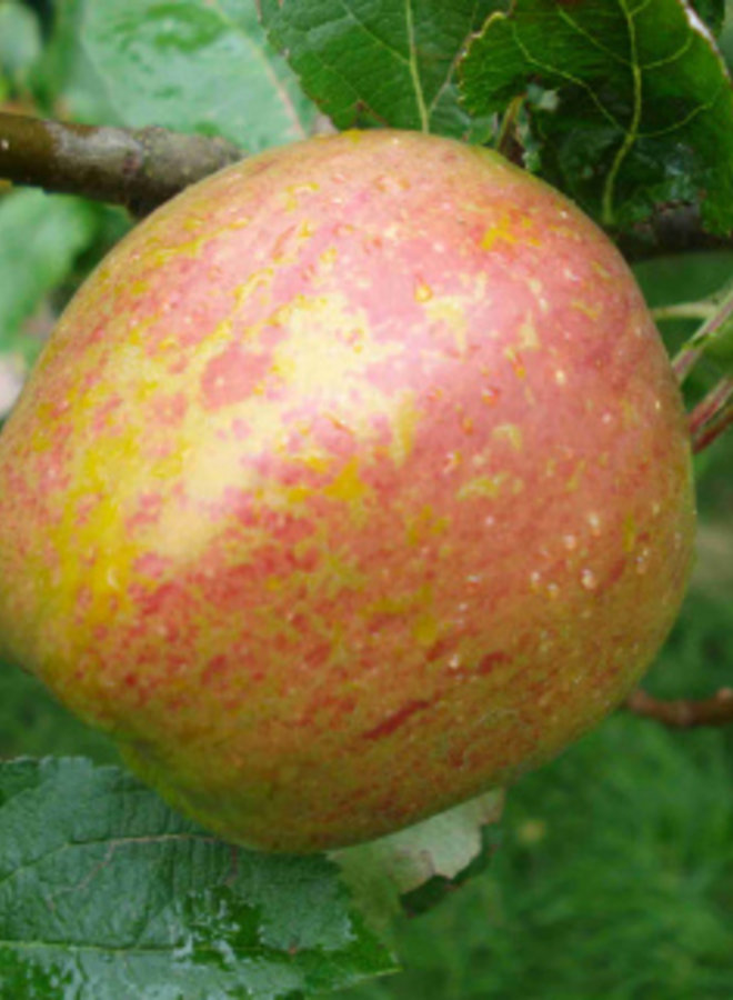 Appelboom | Malus domestica Keuleman