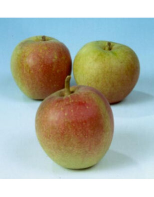 Appelboom | Malus domestica Laxton's Superb