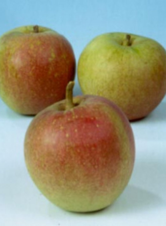 Appelboom | Malus domestica Laxton's Superb