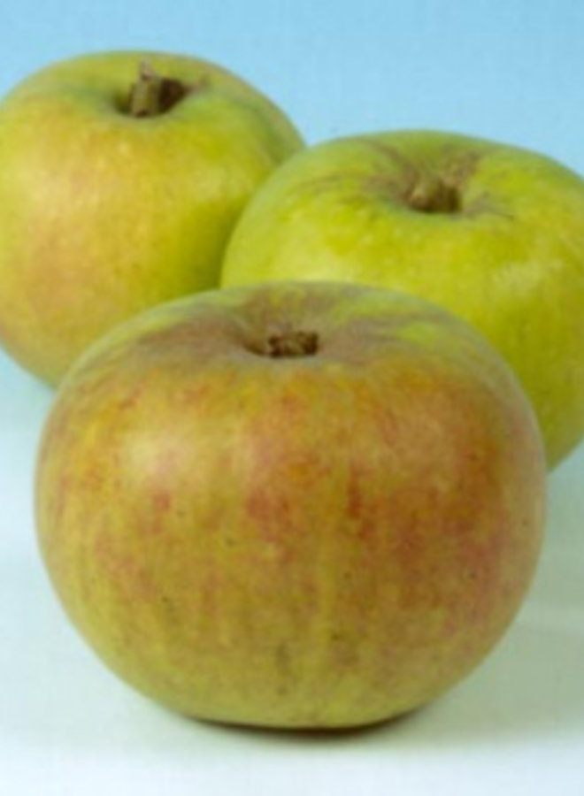 Appelboom | Malus domestica Lemoen