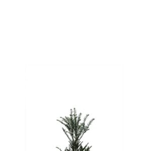 Taxus