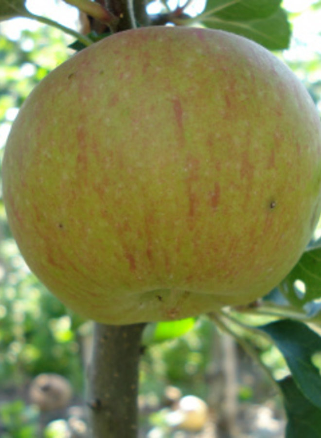 Appelboom | Malus domestica Lena