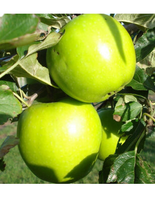 Appelboom | Malus domestica Lombarts Calville